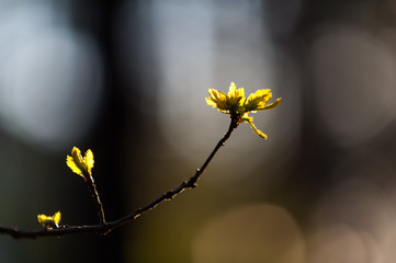 little leaves on currant bush in springtime