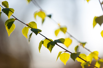 little leaves on Birch tree in springtime