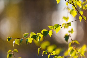 little leaves on Birch tree in springtime