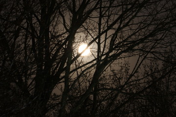 Pełnia księżyca widziana przez gałęzie drzew w parku e mieście Łódź. 