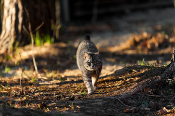 a grey cat walking in the forest springtime