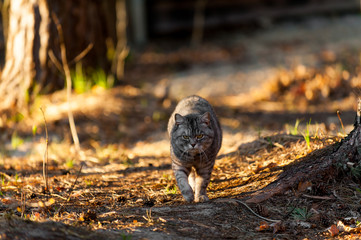 a grey cat walking in the forest springtime