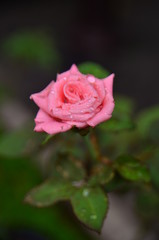 pink rose with water drops