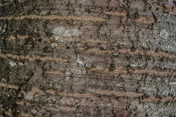 texture of wood
