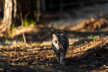 a grey cat walking in the forest springtime