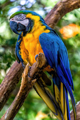 blue and yellow macaw