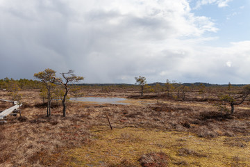 Duckboards on swamp.