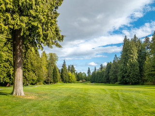 Golf course with gorgeous green and fantastic forest view.