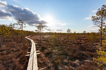 Wooden path in nature reserve.
