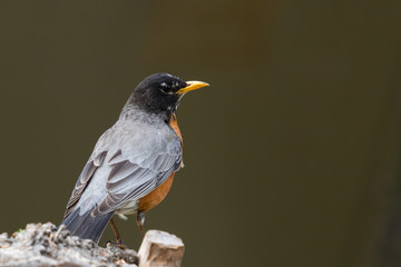 Fototapeta premium american robin perched on a log in the forest with blurred background looking to the right 