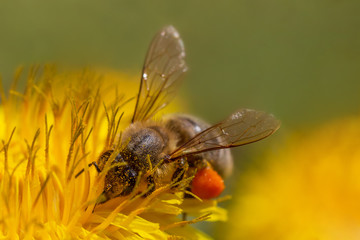 close up of bee gathering pollen on dandelion flower