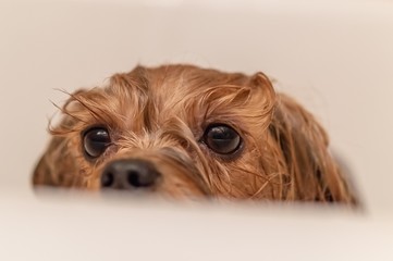 Yorkshire terrier dog bathes in the bath