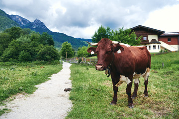 Fototapeta na wymiar Kuh in den Bergen auf einer Alm