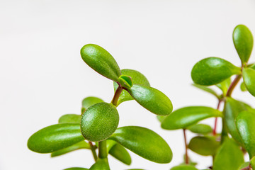 Crassula green foliage