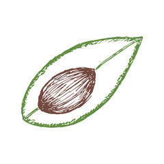 Single element, avocado, hand-draw doodle illustration in vector. Food hand drawn illustration.Design for packaging, weddings, fabrics, textiles, wallpaper, website, postcards.