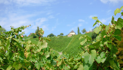 vineyard in South Styria in summer