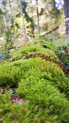 Obraz premium moss on the tree
