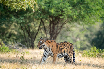 Fototapeta na wymiar Wild bengal tiger in monsoon season safari with tail up and green background at ranthambore national park or tiger reserve, sawai madhopur, rajasthan, india - panthera tigris tigris