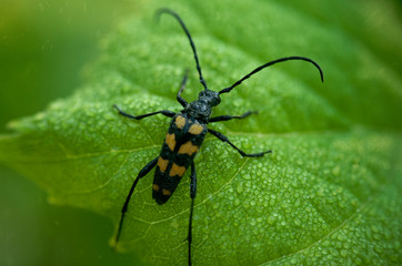 A black beetle with long whiskers on a leaf of grass in raindrops.Macrophotography.