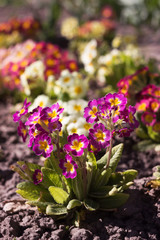 Blooming bright spring flowers, background. Bush pink, red, white and yellow primrose grows in the garden