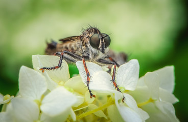 Wild Fly ktyr, sitting on a flower in the garden.Macrophotography.