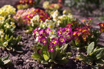 Blooming bright spring flowers, background. Bush pink, red, white and yellow primrose grows in the garden