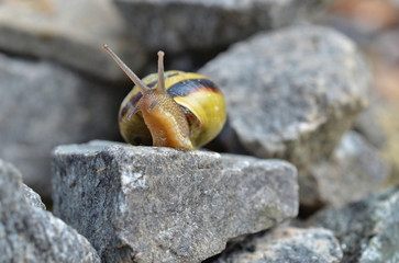 Schnecke auf einem Stein