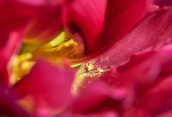 Fototapeta na wymiar red tulip flower close up, macro