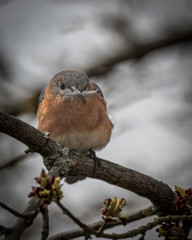 Female Eastern Bluebird Preparing HEr Nest For Eggs