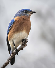Male Eastern Bluebird Perching and Enjoying the Springtime Sunshine