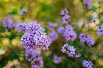 Lilac flowers close up with selective focus