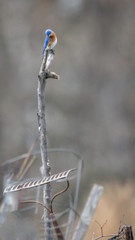 A Male Eastern Bluebird Perches Enjoying the Springtime Sunshine