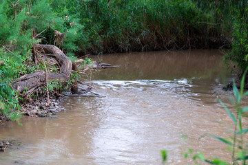 Green grass with a Kishon River in the background
