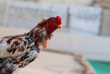 A close-up of a rooster's head and neck