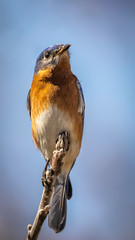 Male Eastern Bluebird Perching and Enjoying the Springtime Sunshine