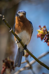 Male Eastern Bluebird Perching and Enjoying the Springtime Sunshine