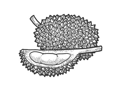 recommend clip art: Durian fruit sketch engraving vector illustration. T-shirt apparel print design. Scratch board imitation. Black and white hand drawn image.