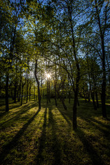 sunset behind the trees