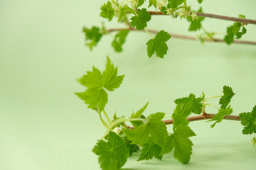 The branch of gooseberry in the early spring.