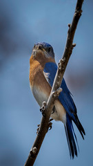 Male Eastern Bluebird Perching and Enjoying the Springtime Sunshine