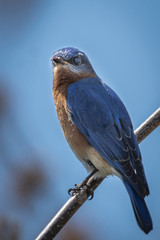 Male Eastern Bluebird Perching and Enjoying the Springtime Sunshine