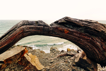 A textured trunk of a juniper tree with a split from an ax and people scratched by bark on a cliff of a rock in the reserve against the background of the sea. Protect the environment.