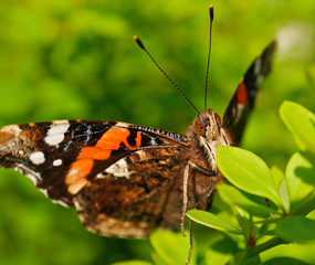 Schmetterling auf ein Blatt
