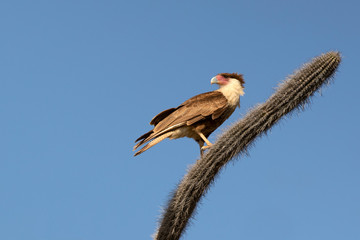 Crested Caracara perched on a cactus - Bonaire