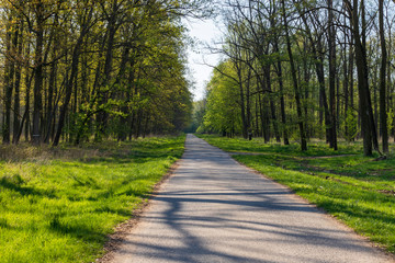 Forest asphalt road lined with trees.