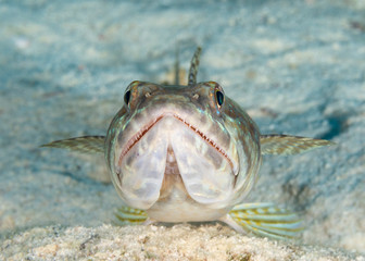 Sand Diver lying on a sandy bottom waiting to ambush its prey - Bonaire