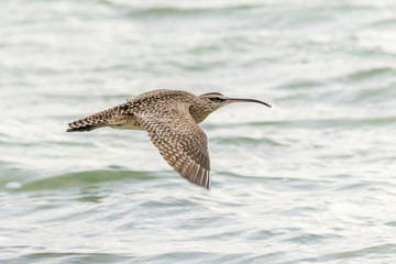 Whimbrel in flight - Bonaire