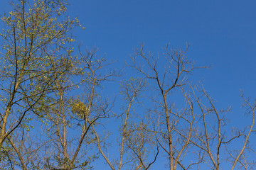 Spring view into the treetops.