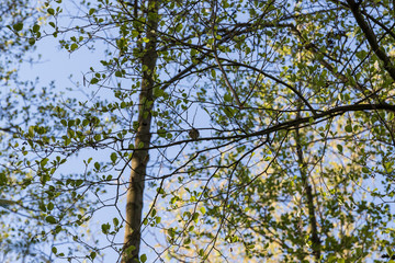 Fototapeta premium Spring view into the treetops.