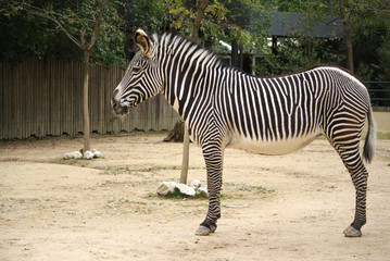 Fototapeta na wymiar Zebra Animal Zoo